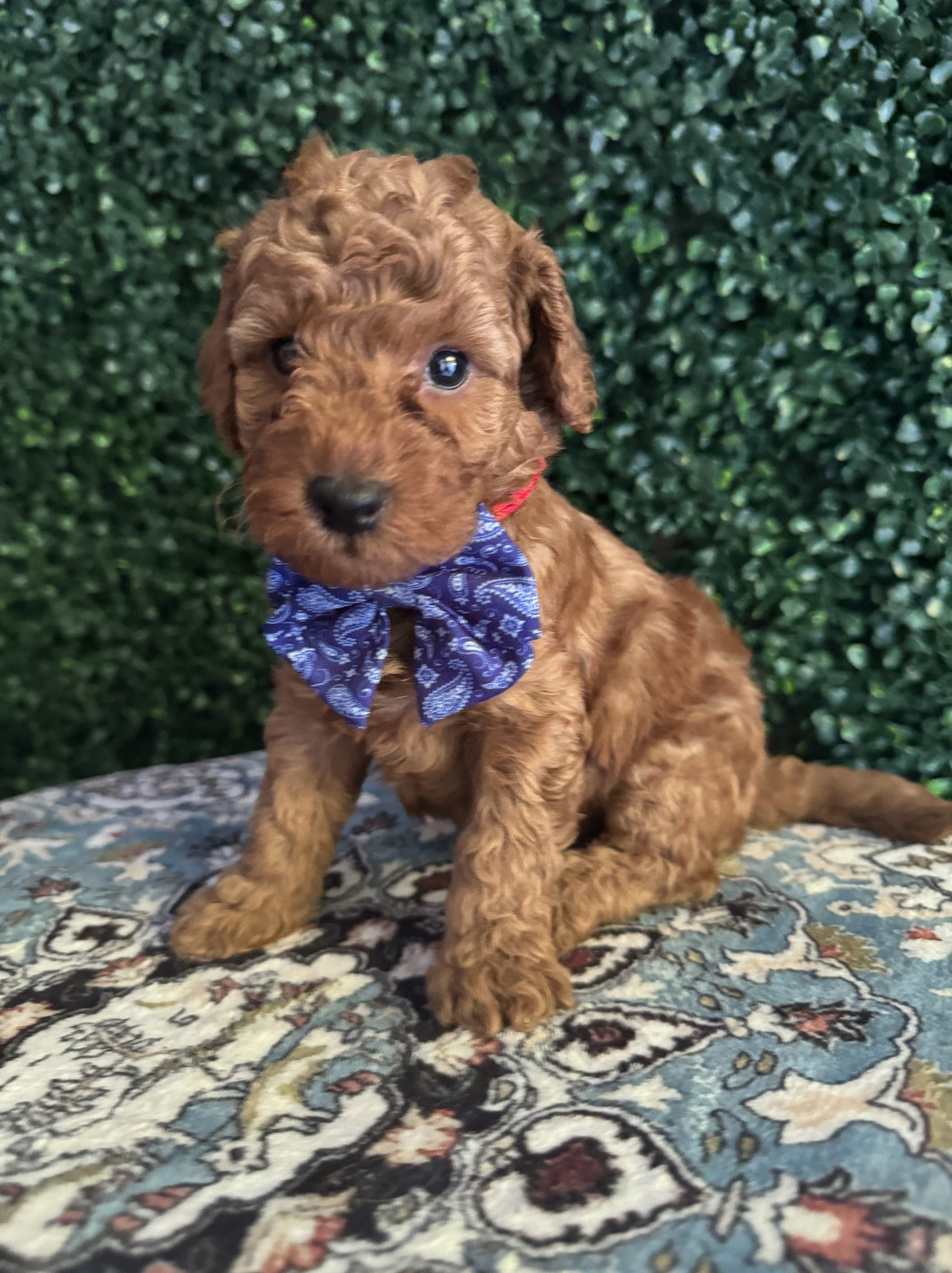 F1B Micro Goldendoodle Male Puppy “A-A-Ron” 15-25 lbs 3