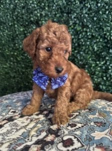 F1B Micro Goldendoodle Male Puppy “A-A-Ron” 15-25 lbs 4