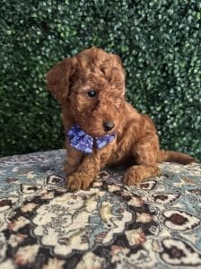 F1B Micro Goldendoodle Male Puppy “A-A-Ron” 15-25 lbs 5