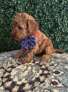 F1B Micro Goldendoodle Male Puppy “A-A-Ron” 15-25 lbs 6