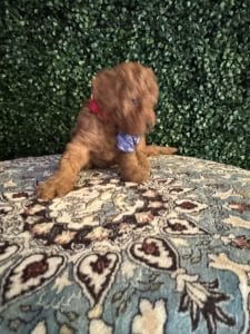 F1B Micro Goldendoodle Male Puppy “A-A-Ron” 15-25 lbs 8