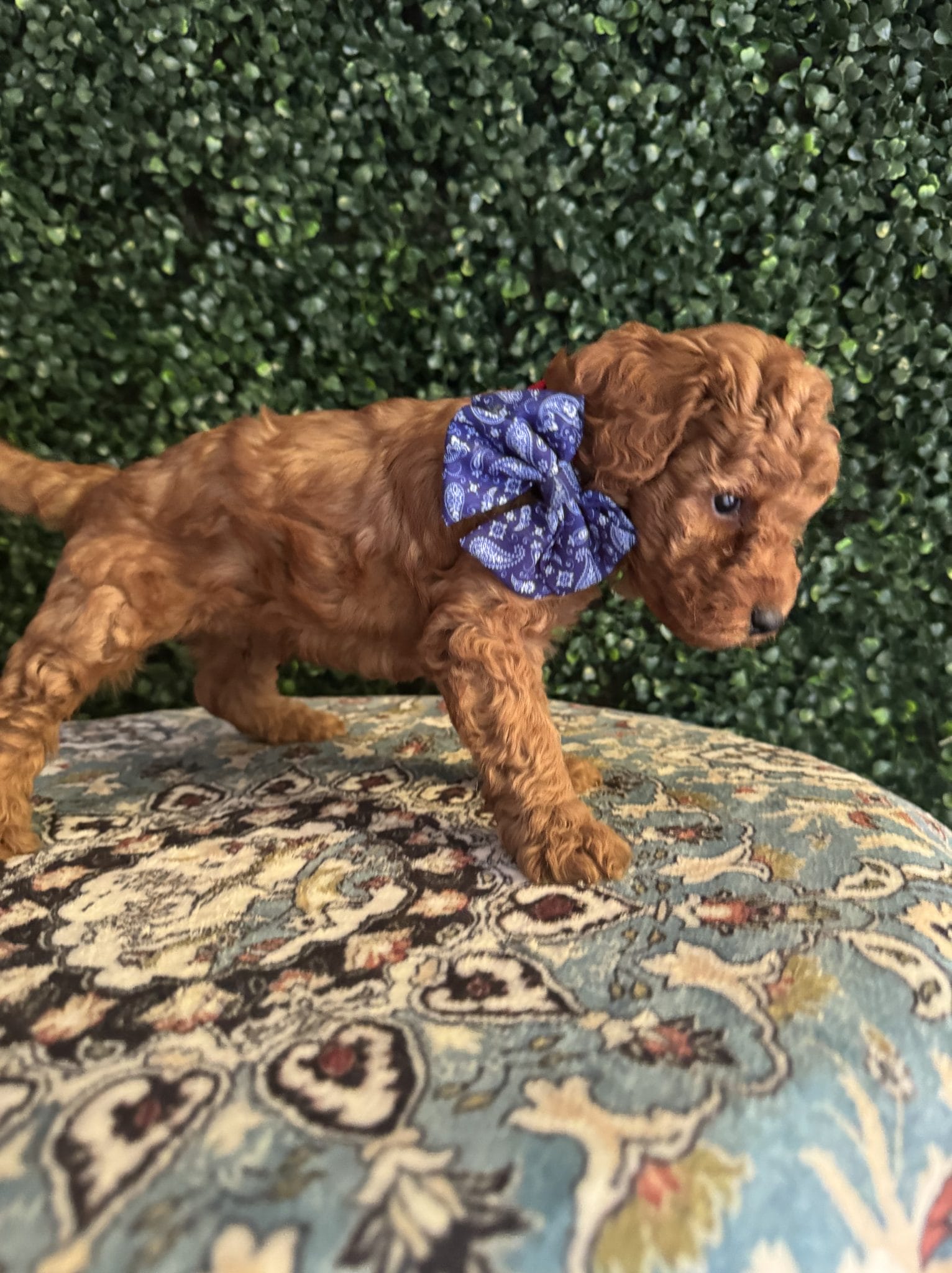 F1B Micro Goldendoodle Male Puppy “A-A-Ron” 15-25 lbs 2