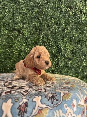 F1B Micro Goldendoodle Male Puppy “Jerald” 15-25 lbs 1