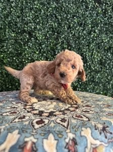 F1B Micro Goldendoodle Male Puppy “Jerald” 15-25 lbs 2