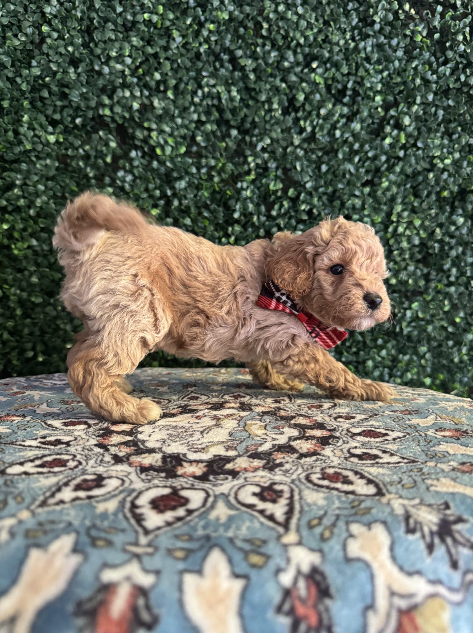 F1B Micro Goldendoodle Male Puppy “Jerald” 15-25 lbs 3