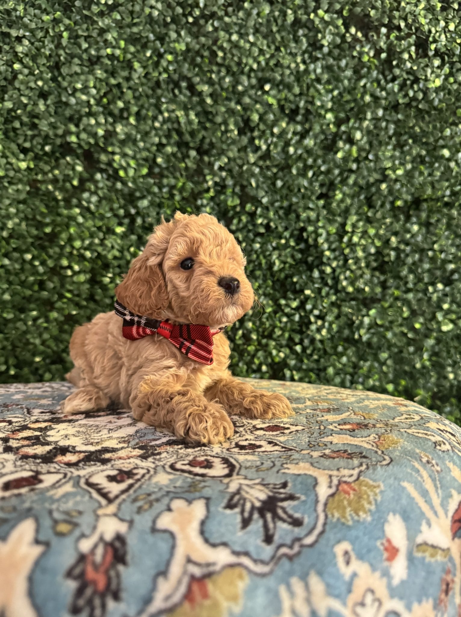 F1B Micro Goldendoodle Male Puppy “Jerald” 15-25 lbs 4