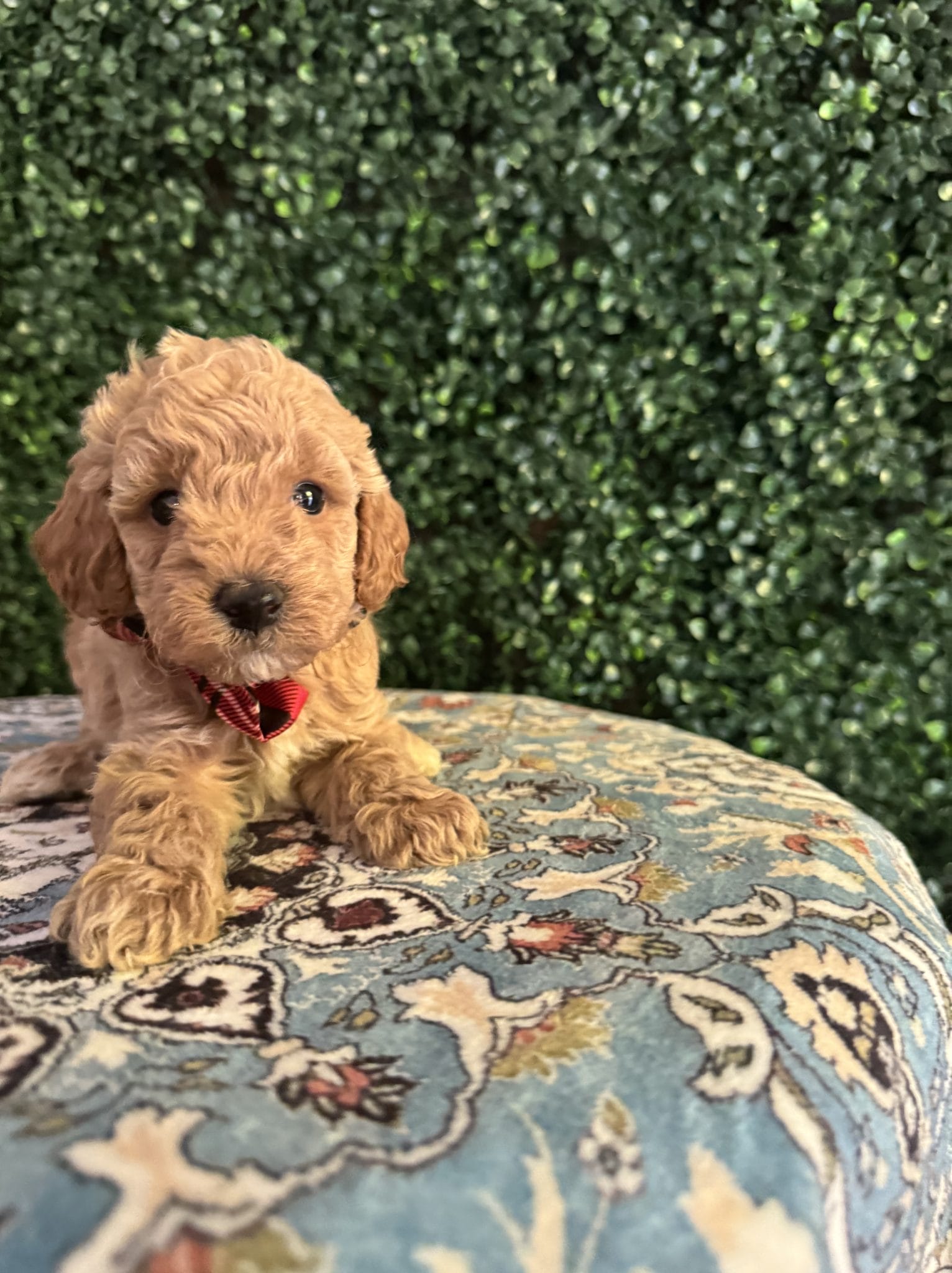 F1B Micro Goldendoodle Male Puppy “Jerald” 15-25 lbs 5