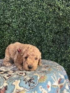 F1B Micro Goldendoodle Male Puppy “Jerald” 15-25 lbs 6