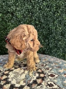 F1B Micro Goldendoodle Male Puppy “Jerald” 15-25 lbs 7