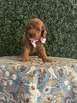 F1B Micro Goldendoodle Male Puppy “M. Jordan” 15-25 lbs 1