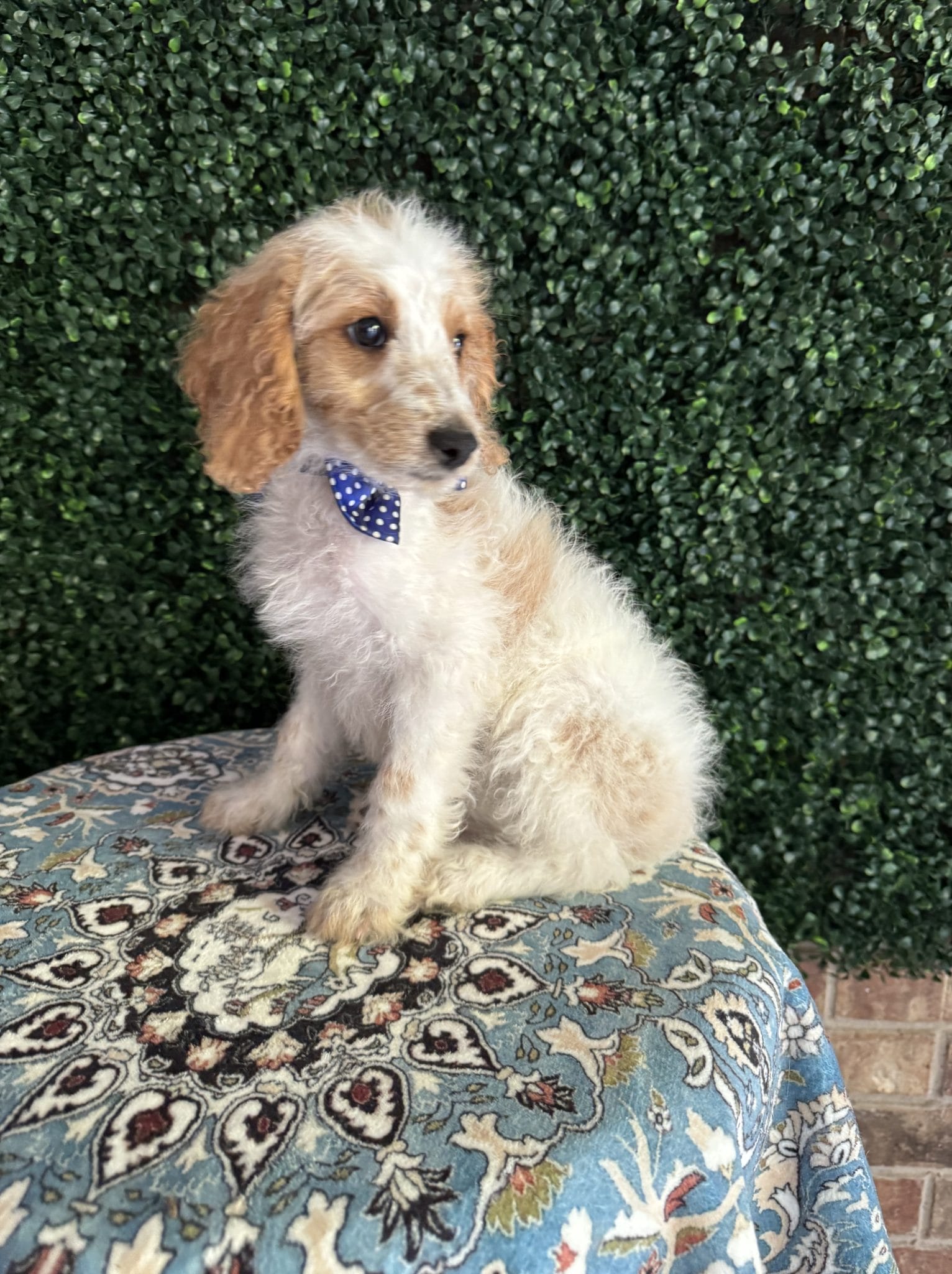 F1B Mini Goldendoodle Male Puppy Dapper 25-35 lbs 5