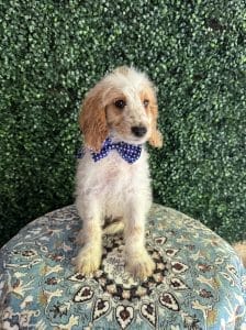 F1B Mini Goldendoodle Male Puppy Dapper 25-35 lbs 6