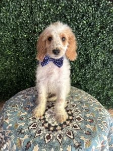 F1B Mini Goldendoodle Male Puppy Dapper 25-35 lbs 7