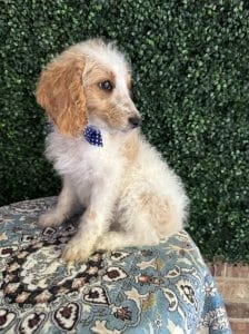 F1B Mini Goldendoodle Male Puppy Dapper 25-35 lbs 2