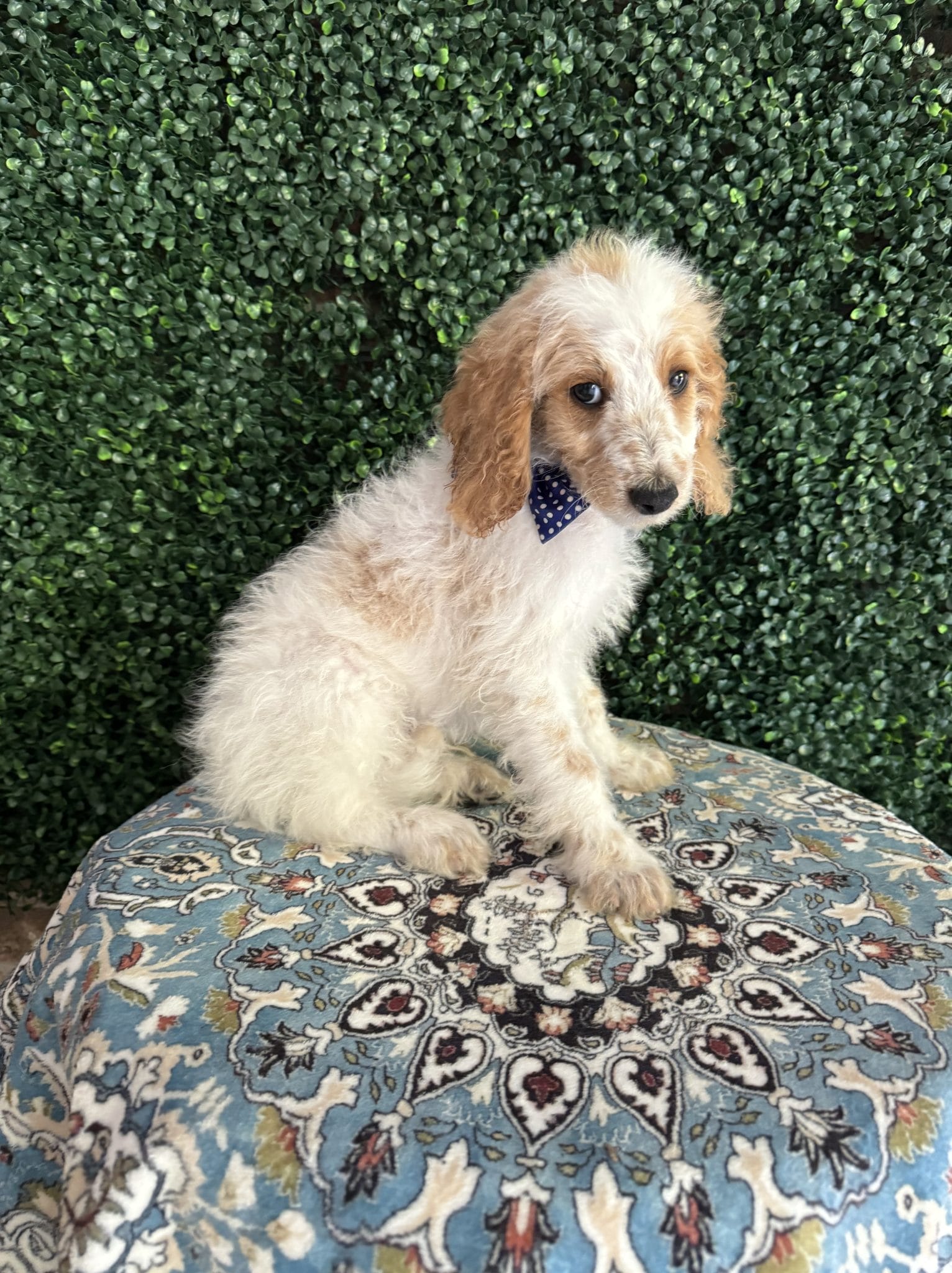 F1B Mini Goldendoodle Male Puppy Dapper 25-35 lbs 3