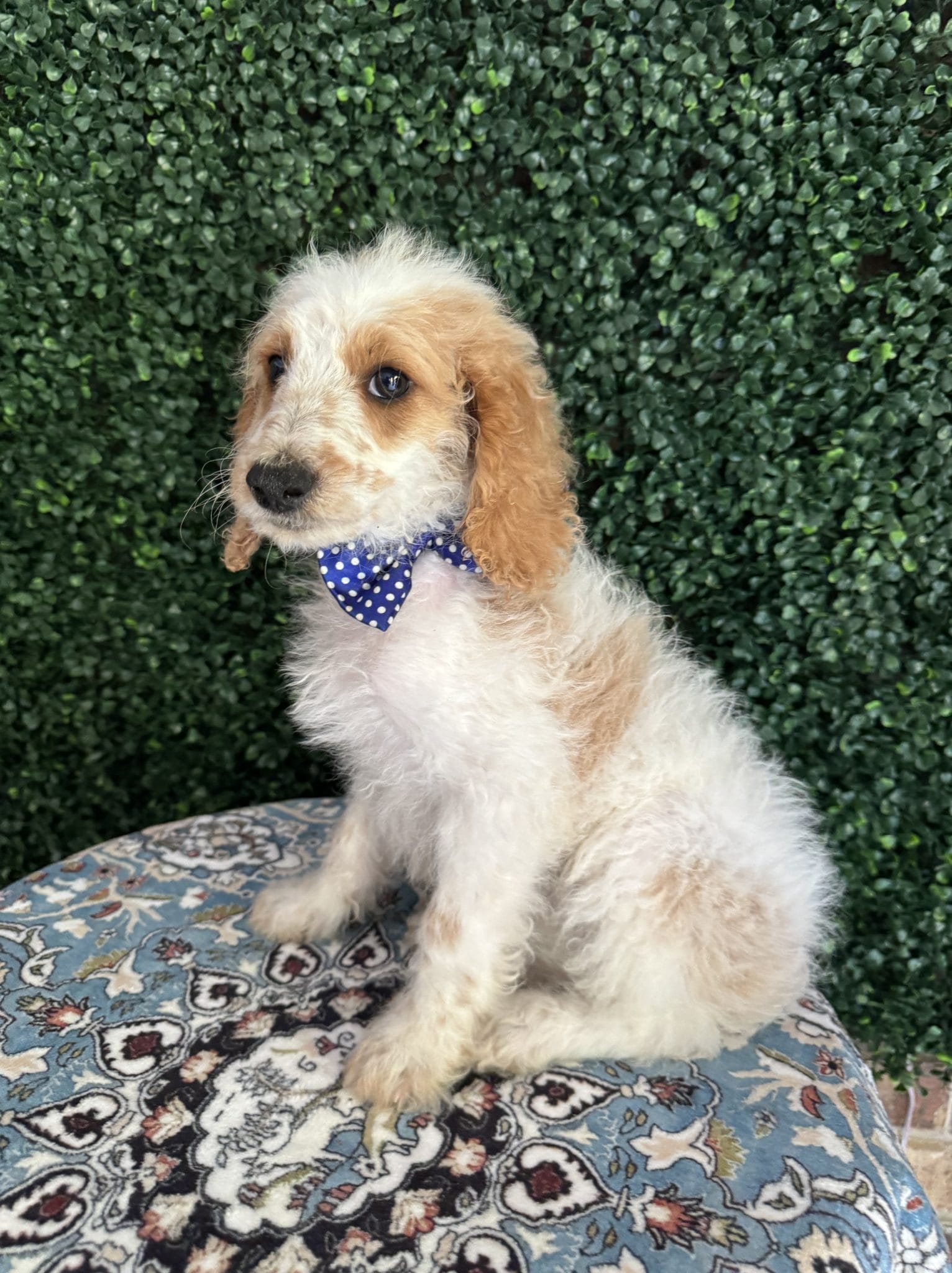 F1B Mini Goldendoodle Male Puppy Dapper 25-35 lbs 4