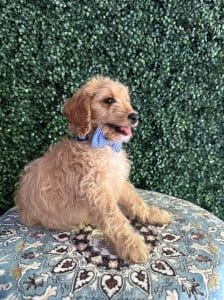 F1B Mini Goldendoodle Male Puppy “Pookey” 25-35 lbs 1