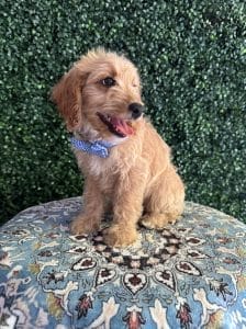 F1B Mini Goldendoodle Male Puppy “Pookey” 25-35 lbs 3