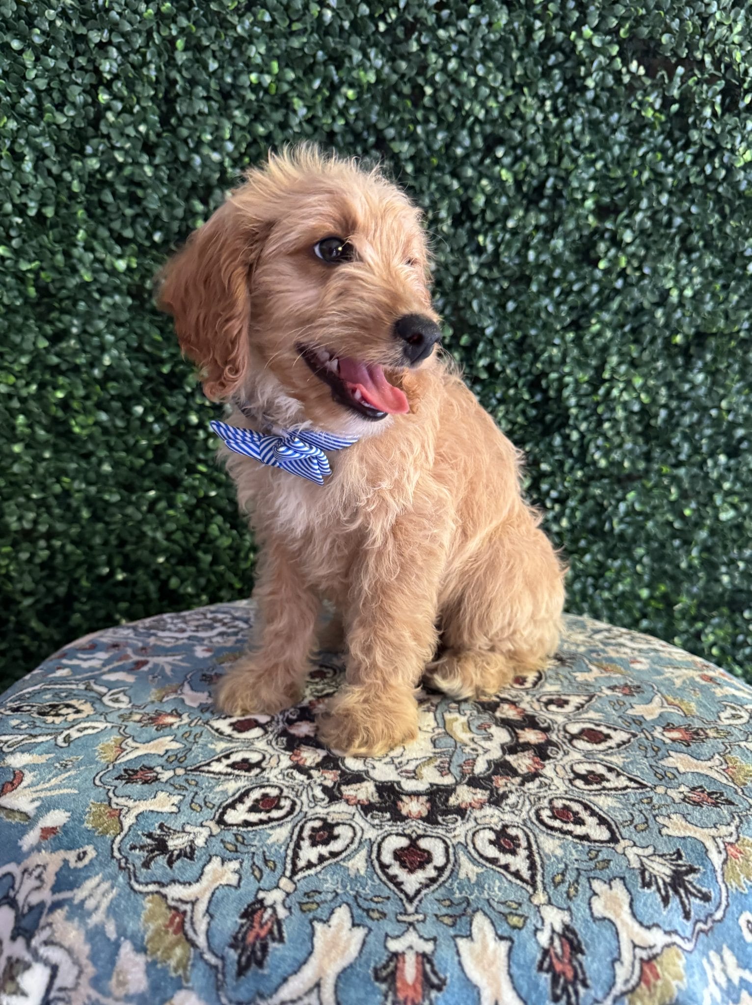 F1B Mini Goldendoodle Male Puppy “Pookey” 25-35 lbs 3