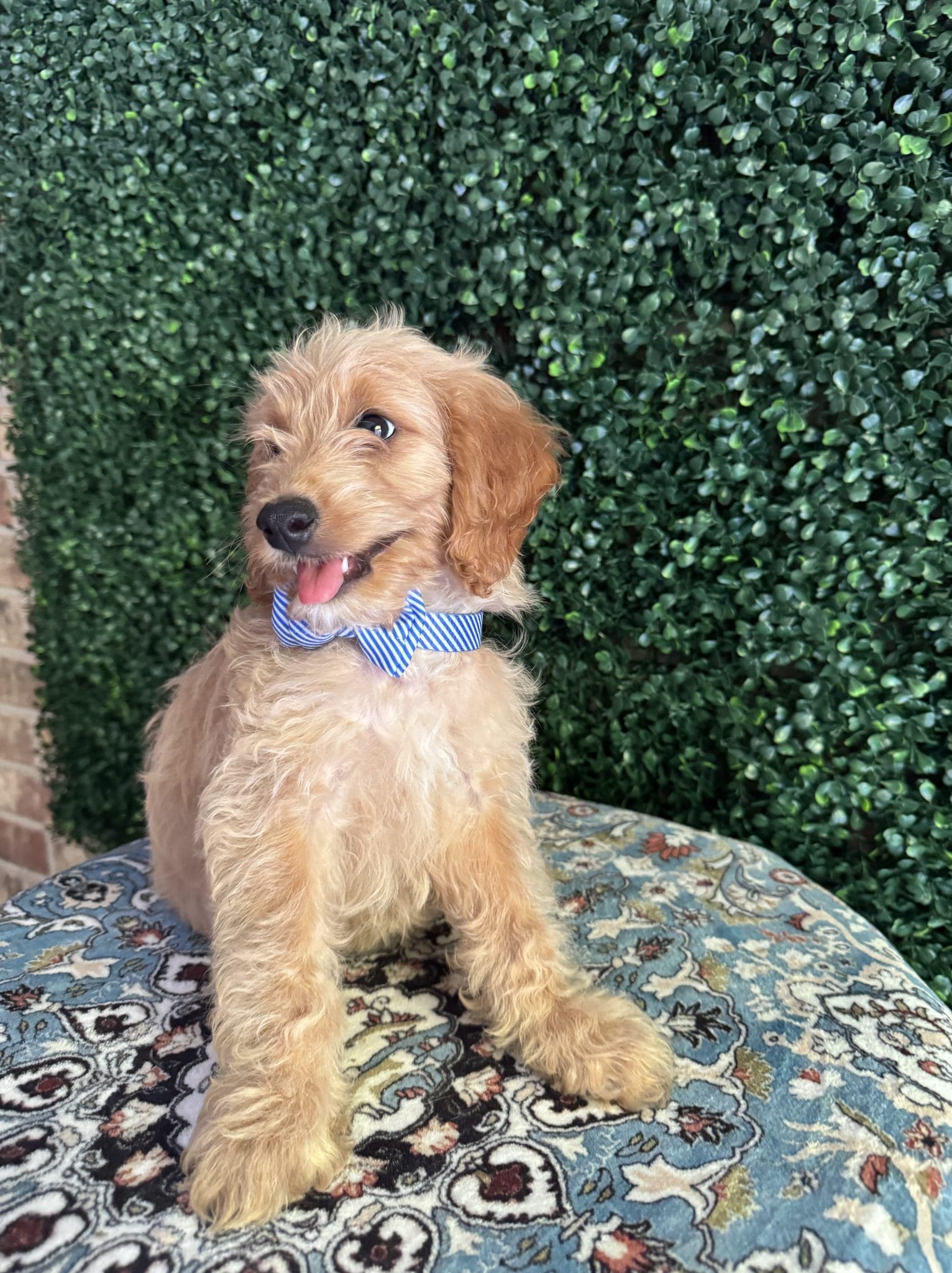 F1B Mini Goldendoodle Male Puppy “Pookey” 25-35 lbs 4