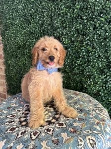 F1B Mini Goldendoodle Male Puppy “Pookey” 25-35 lbs 5