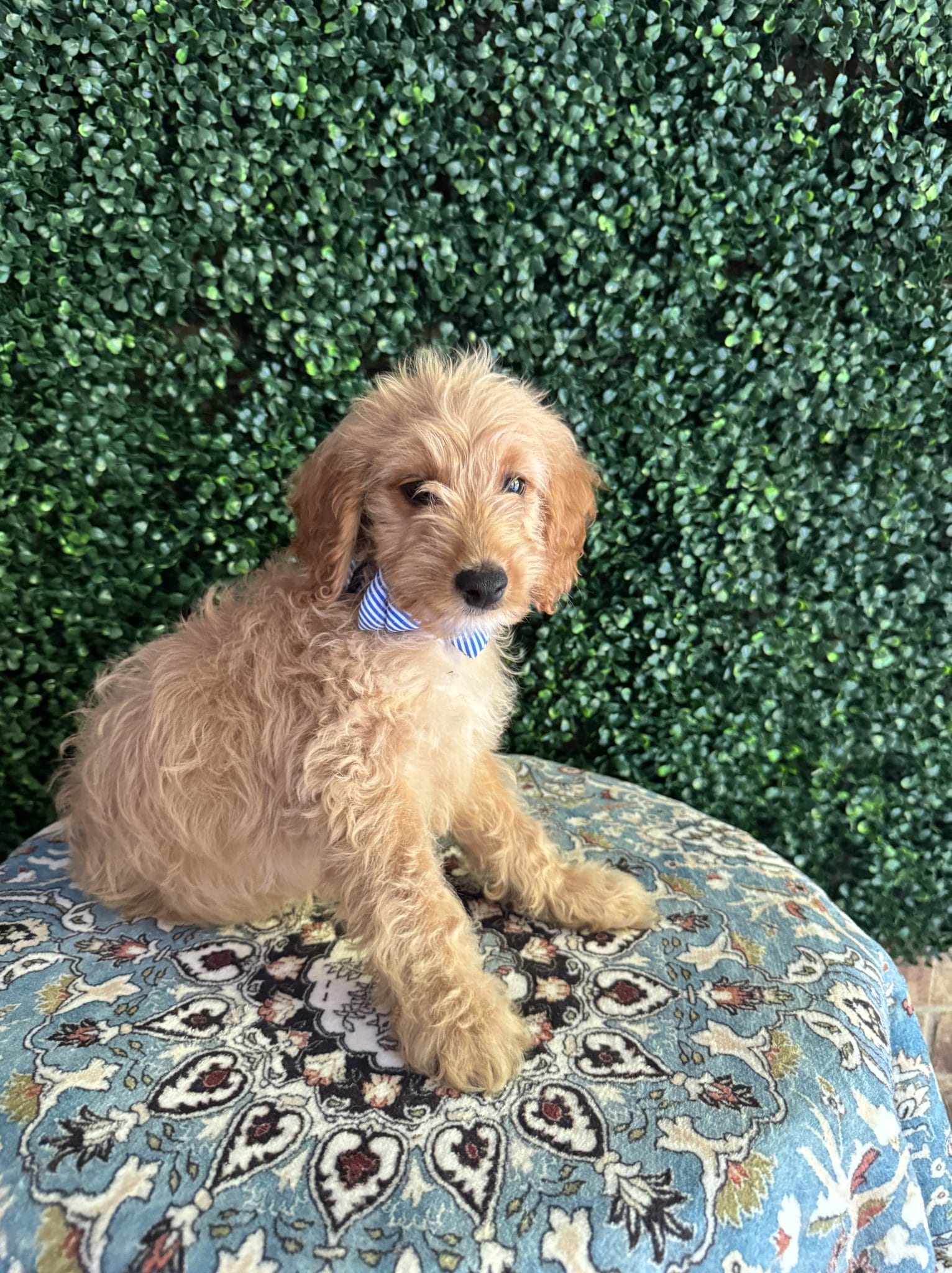 F1B Mini Goldendoodle Male Puppy “Pookey” 25-35 lbs 6