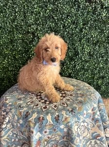 F1B Mini Goldendoodle Male Puppy “Pookey” 25-35 lbs 7