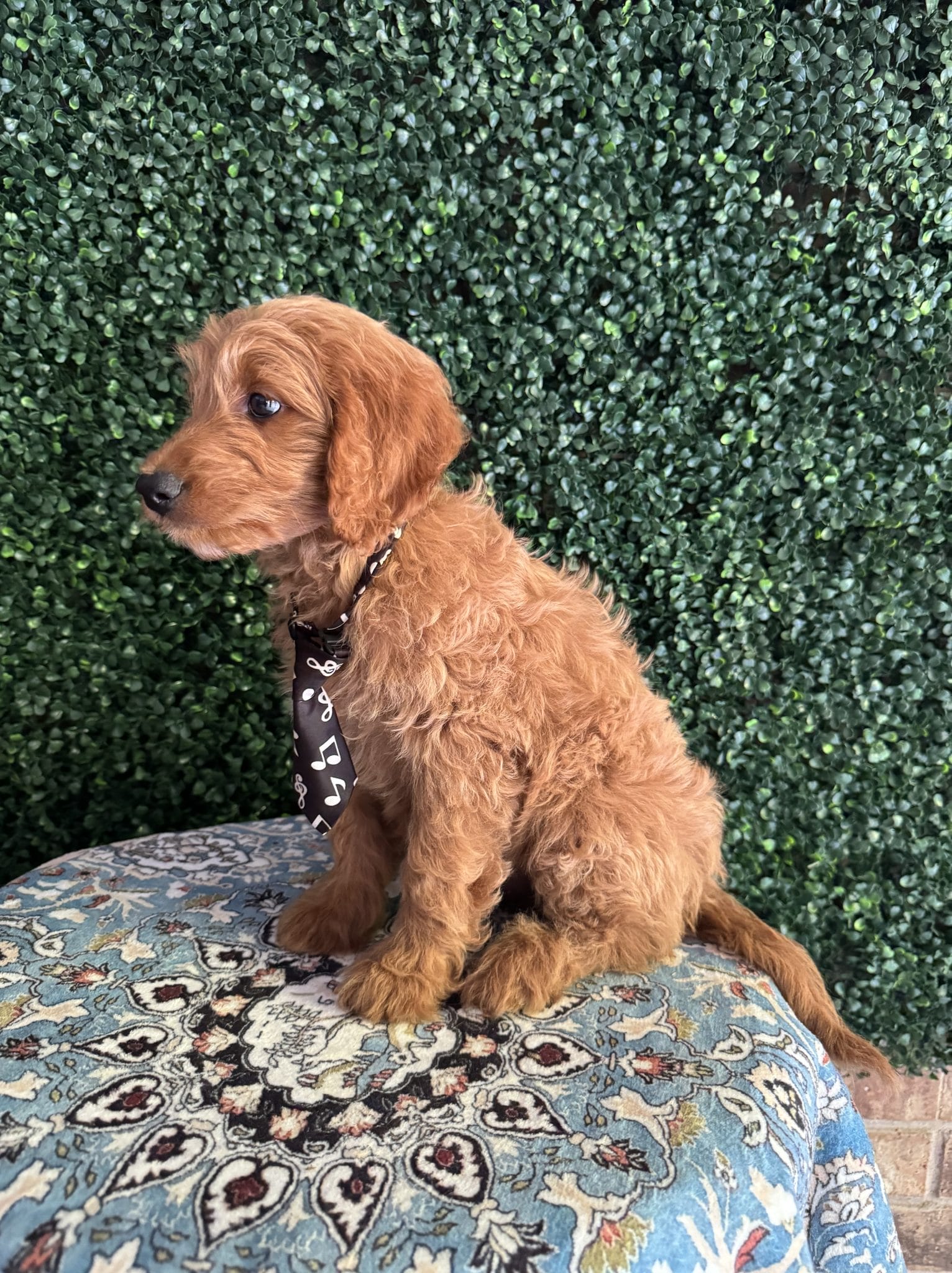 F1B Mini Goldendoodle Male Puppy “Rebel” 25-35 lbs 5