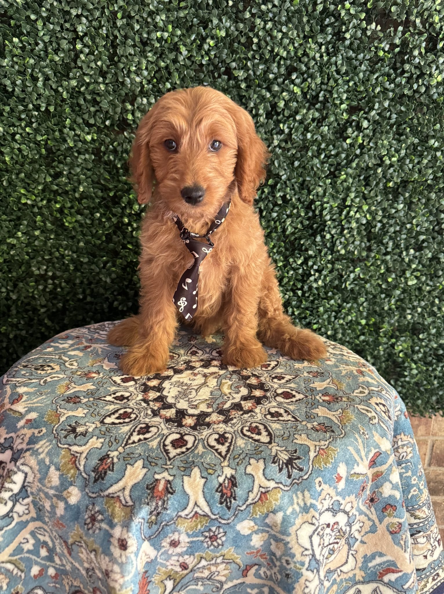 F1B Mini Goldendoodle Male Puppy “Rebel” 25-35 lbs 7