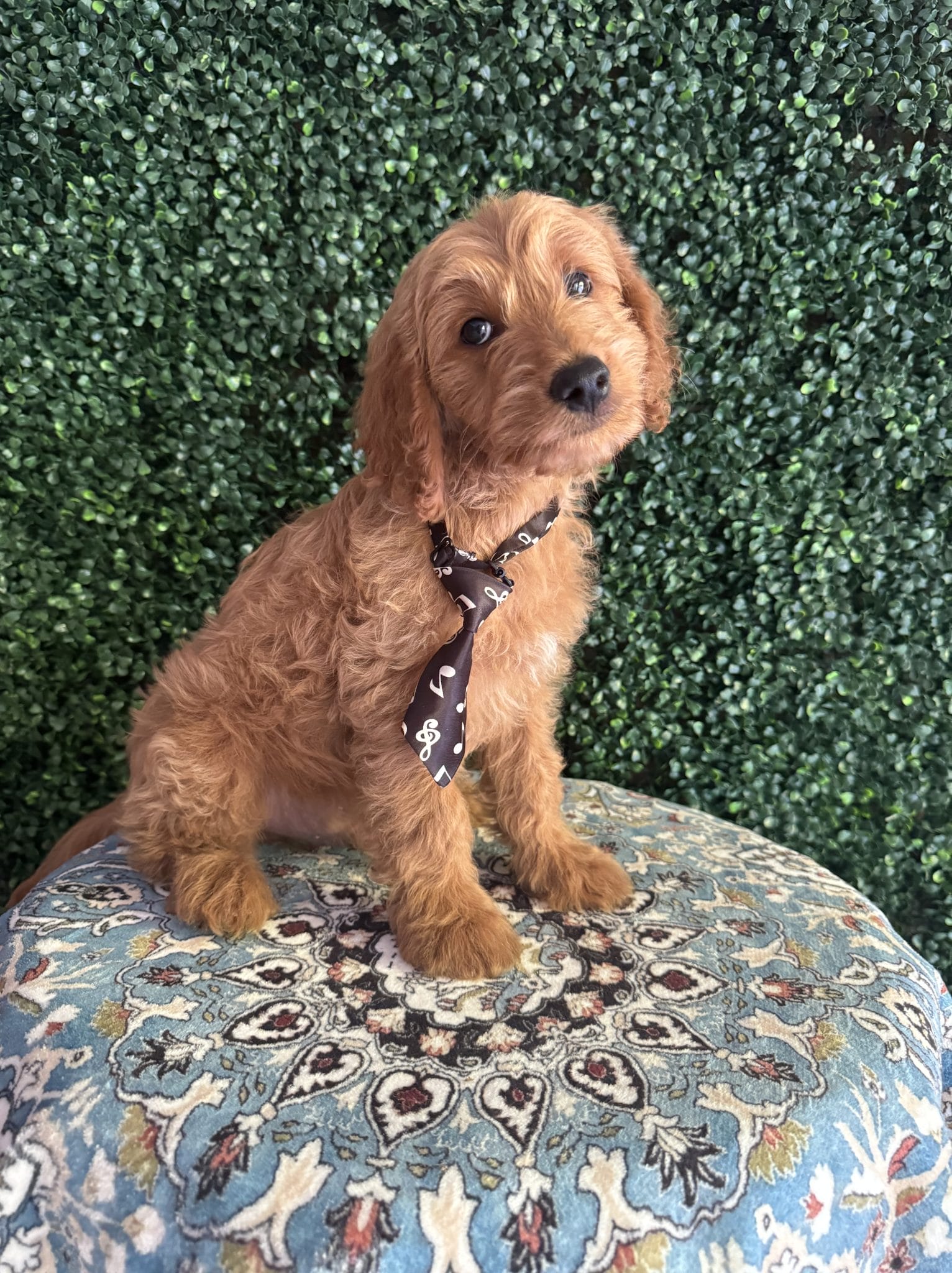 F1B Mini Goldendoodle Male Puppy “Rebel” 25-35 lbs 2