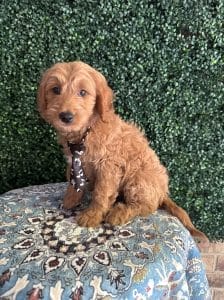 F1B Mini Goldendoodle Male Puppy “Rebel” 25-35 lbs 1