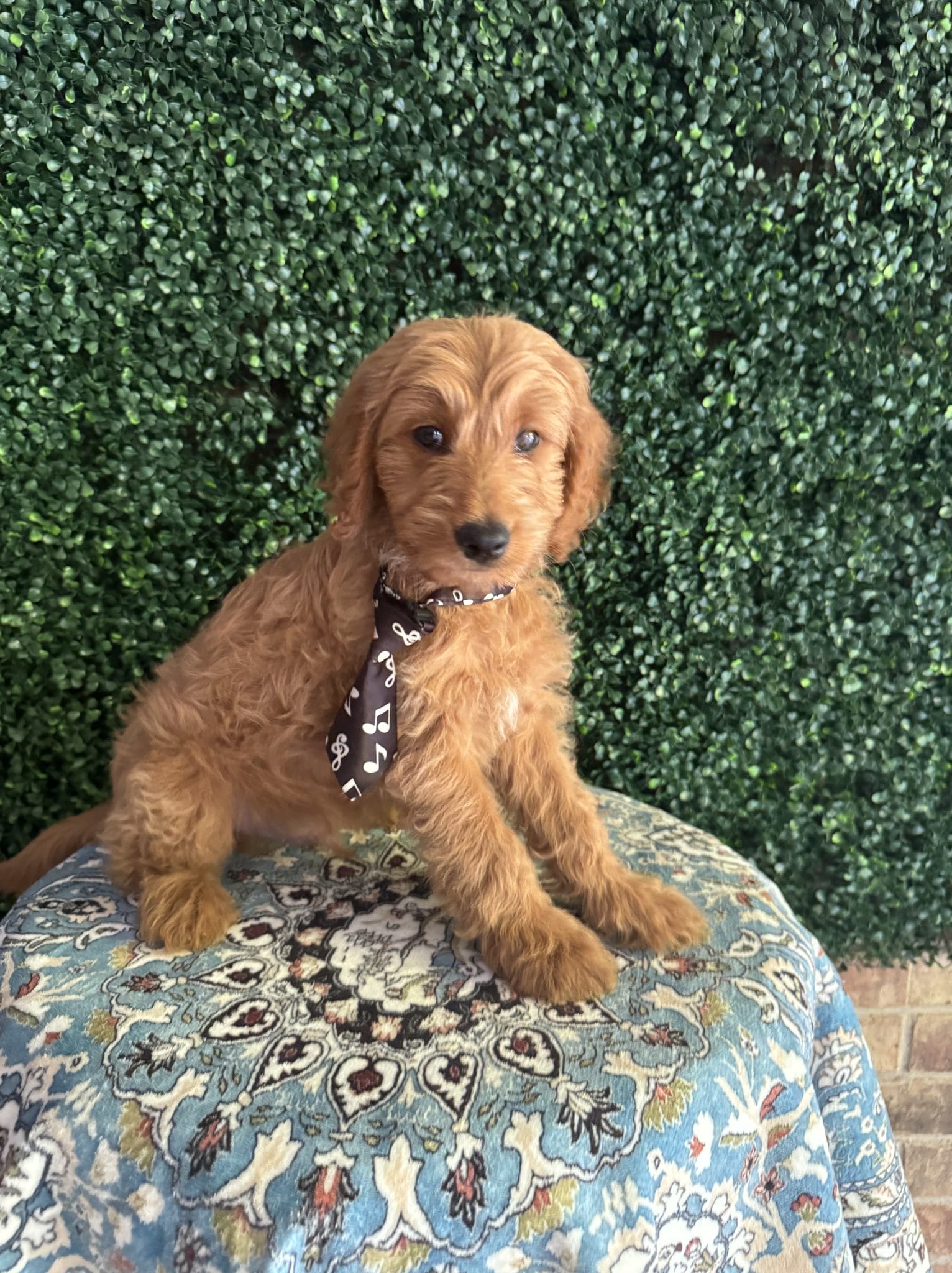 F1B Mini Goldendoodle Male Puppy “Rebel” 25-35 lbs 4