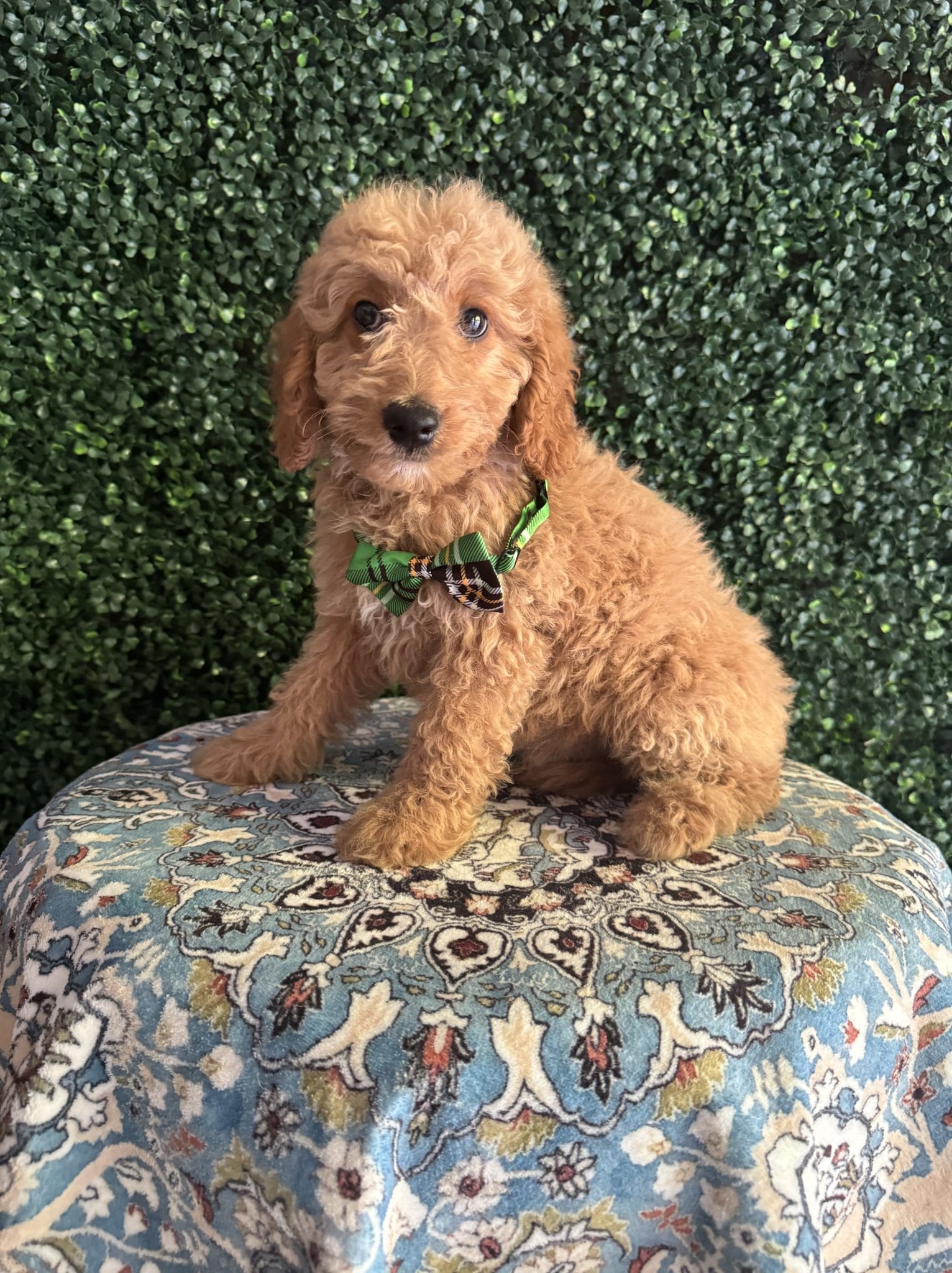 F1B Mini Goldendoodle Male Puppy “Scat Cat” 25-35 lbs 1