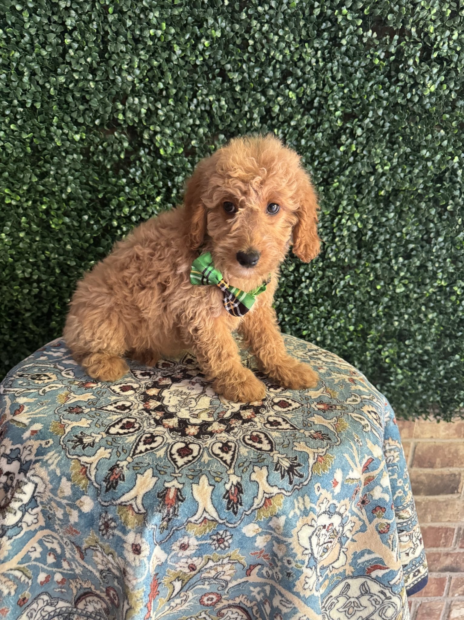 F1B Mini Goldendoodle Male Puppy “Scat Cat” 25-35 lbs 2