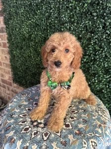 F1B Mini Goldendoodle Male Puppy “Scat Cat” 25-35 lbs 3